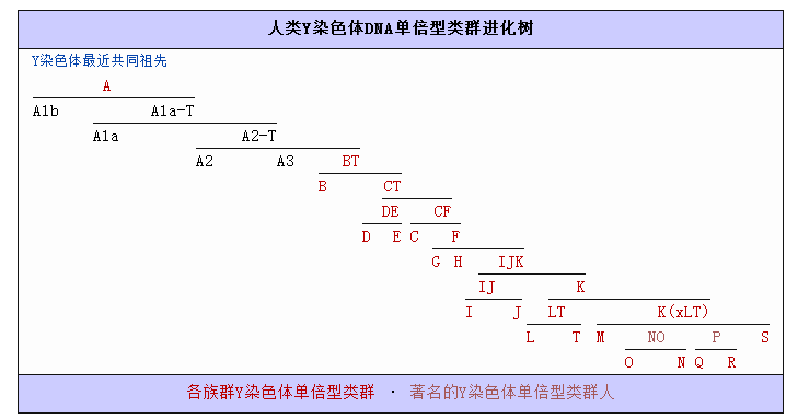 人類Y染色體DNA單倍型類群